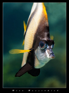 A red-sea bannerfish is checking himself in the mirror ( ... by Rico Besserdich 